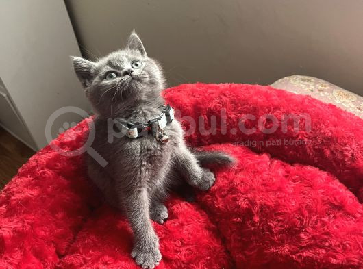 Bi̇blo Ayi Surat görsel