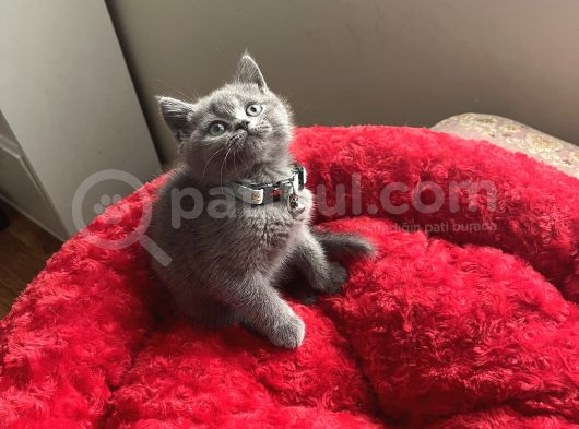 Bi̇blo Ayi Surat görsel