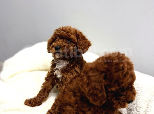 En Tatlıı Poodle Yavrular görsel