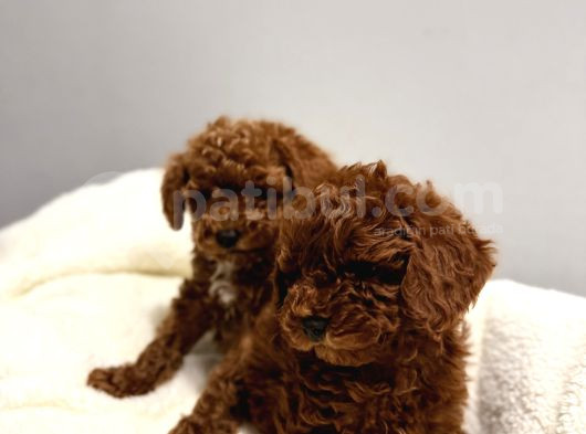 En Tatlıı Poodle Yavrular görsel