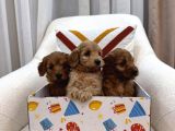 Maltipoo Bebeklerim