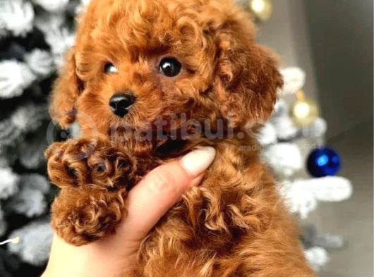 2 Aylık Original Korekan Poodle görsel
