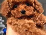 2 aylık original korekan poodle