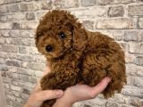  YEMELİK KURABİYE 8 HAFTALIK ERKEK TOY POODLE