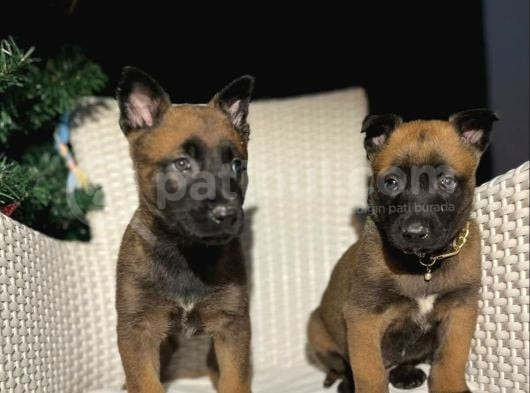 Safkan Polis Köpeği Belçika Malinois Yavruları görsel