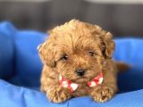 Sevi̇mli̇ Malti̇poo Bebekler