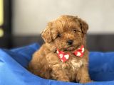 Sevi̇mli̇ Malti̇poo Bebekler