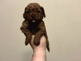 Red DİŞİ ERKEK Toy Poodle Oyuncak Bebekler