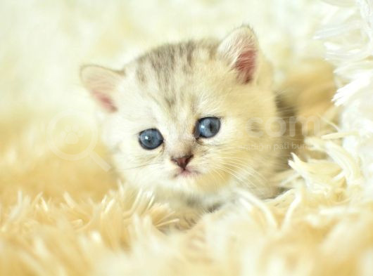 Göz Alıcı Silver British Shorthair görsel