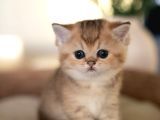 Bebeksi Golden British Shorthair Ny24