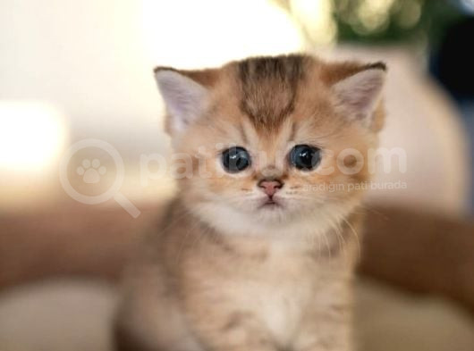 Bebeksi Golden British Shorthair Ny24 görsel