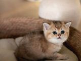 Bebeksi Golden British Shorthair Ny24