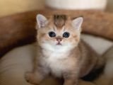 Bebeksi Golden British Shorthair Ny24