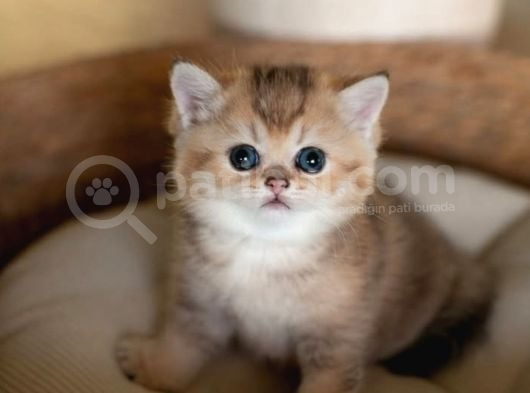 Bebeksi Golden British Shorthair Ny24 görsel