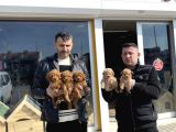 RENK RENK ORJİNAL TOY POODLE YAVRULARIMIZ GÜNCEL ANKARA