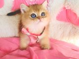 Değerini Bilene Orange Golden Ny11 Brıtısh Shorthair