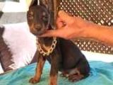 ÇOK ÖZEL KIZIL RENK SCR BELGELİ DOBERMAN YAVRULARIMIZ