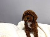 Enn güzell toy poodle bebekler
