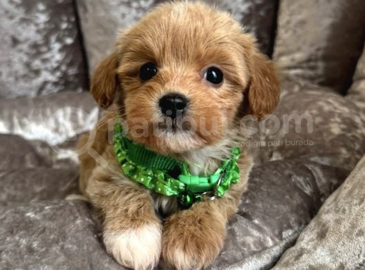 Sütlü Kahve Malti̇poo Yavrulari görsel