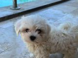 Ev Doğumu Maltese Bebegimiz
