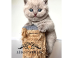 Oyuncu Lilac British Shorthair