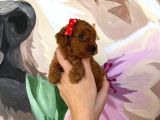 Sağlık Ve Irk Garantili Toy Poodle