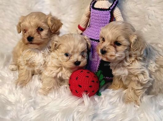 Evinizin Neşesi Olucak Minik Maltipoo Bebekler görsel