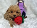 Evinizin Neşesi Olucak Minik Maltipoo Bebekler