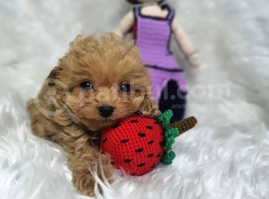 Evinizin Neşesi Olucak Minik Maltipoo Bebekler görsel