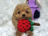 Evinizin neşesi olucak minik maltipoo bebekler