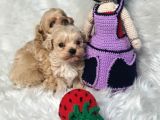Evinizin Neşesi Olucak Minik Maltipoo Bebekler