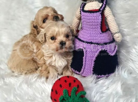 Evinizin Neşesi Olucak Minik Maltipoo Bebekler görsel