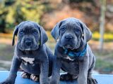 Cane corso yavrularimiz daha iyisi yok