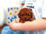 Oyuncak Değil Gerçek Toypoodle Ve Kore Poodle Yavrular