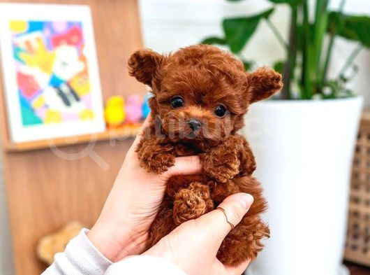 Oyuncak Değil Gerçek ToyPoodle ve Kore Poodle Yavrular