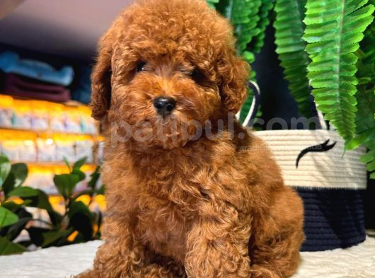 Secereli Red Brown Kore Poodle Yavruları