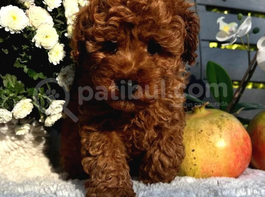 Secereli Red Brown Kore Poodle Yavruları görsel