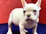 Süper Kalite Ve Muhteşem Güzellikte French Bulldog Platinyum