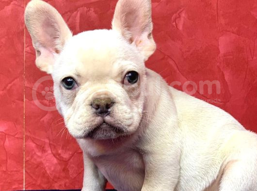 Süper Kalite Ve Muhteşem Güzellikte French Bulldog Platinyum görsel