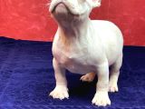 Süper Kalite Ve Muhteşem Güzellikte French Bulldog Platinyum
