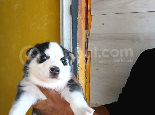 Mmükemmel Kalitede Sibirya Yavrularımız görsel