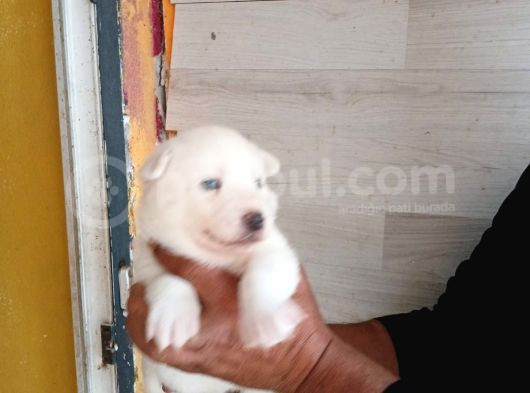 Mmükemmel Kalitede Sibirya Yavrularımız görsel