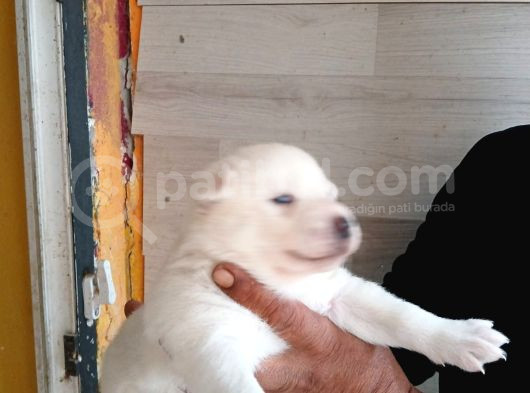 Mmükemmel Kalitede Sibirya Yavrularımız görsel