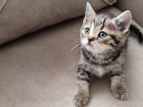 Mükemmel Bi̇r Golden Taby Erkek