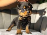 Irk Güzeli iri Rottweiler dişi yavrular