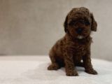RED BROWN AŞILI GARANTİLİ POODLE BEBEKLER
