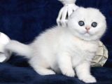 Mavi Boncuğumuz Ns1133 Scottish Fold Shorthair