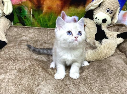 Vonalp Pet Garanti̇si̇yle Şi̇ri̇n Bri̇ti̇sh Shorthai̇r Yavrularimiz görsel