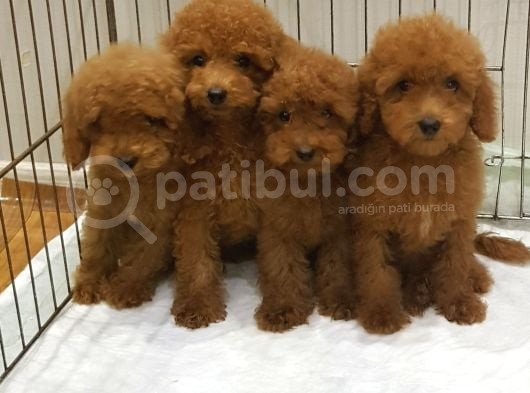 Red Brown Kizil Orji̇nal Toy Poodle Yavrular görsel