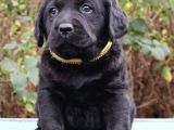 Labrador Retriever Bebeklerimiz Sizleri Bekliyor
